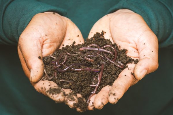 6 Tips for worm farms